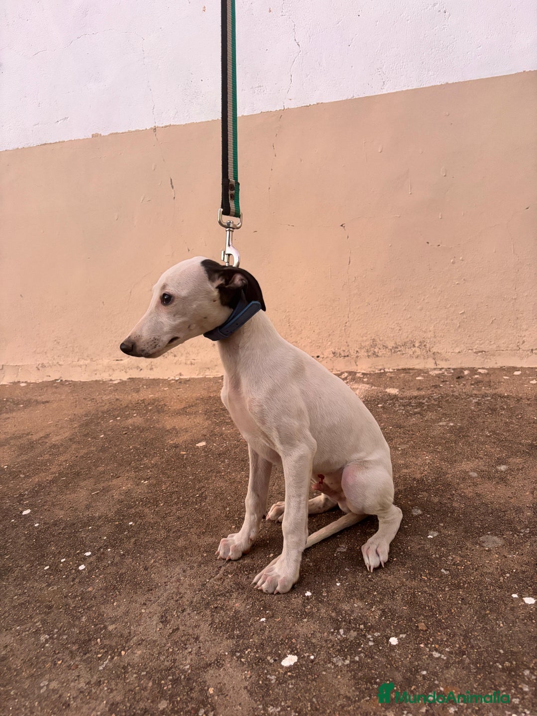 Whippet perros en venta: Cachorros de Whippet  - Imagen 3