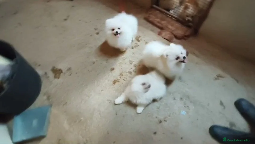 Pomerania perros en venta: POMERANIAS MACHITOS CHIQUITINES  - Anuncio 2