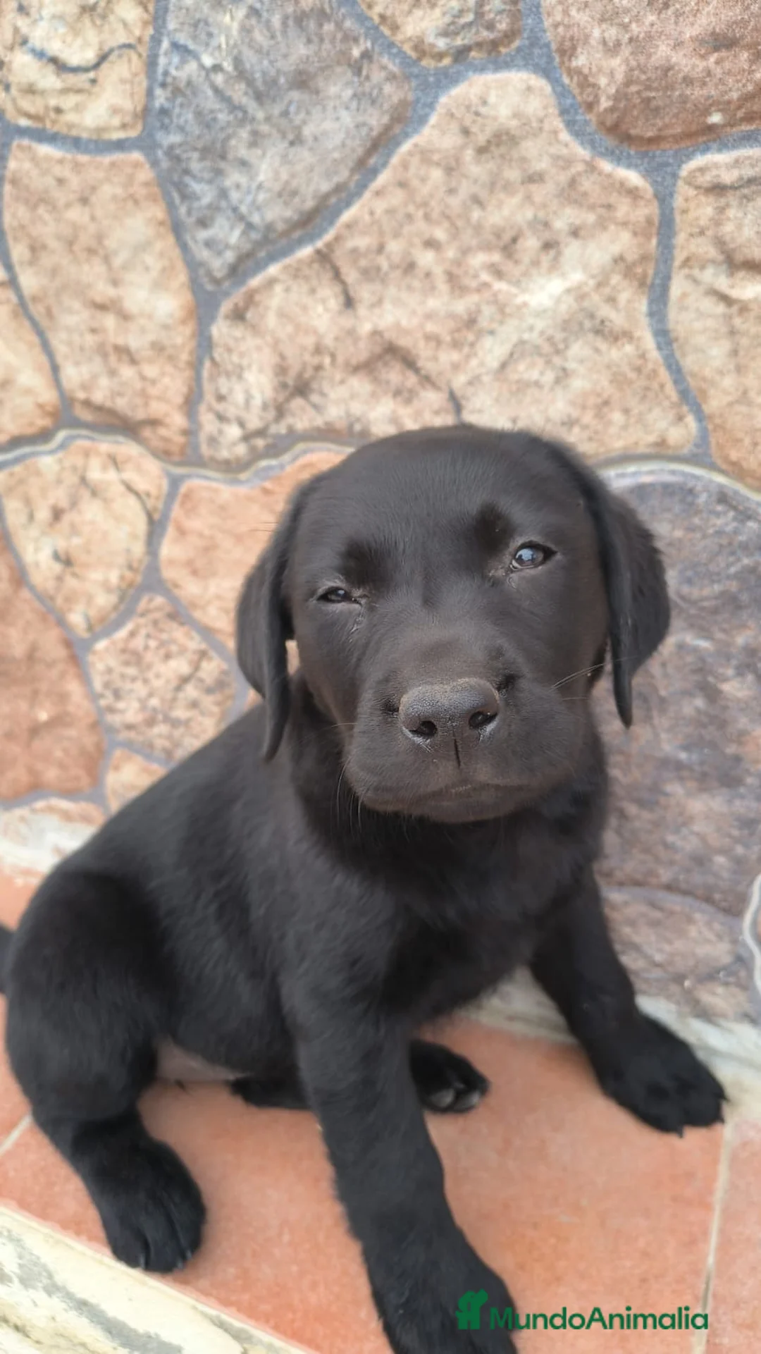Labrador Retriever perros en venta: Última hembra labrador disponible  - Anuncio 1
