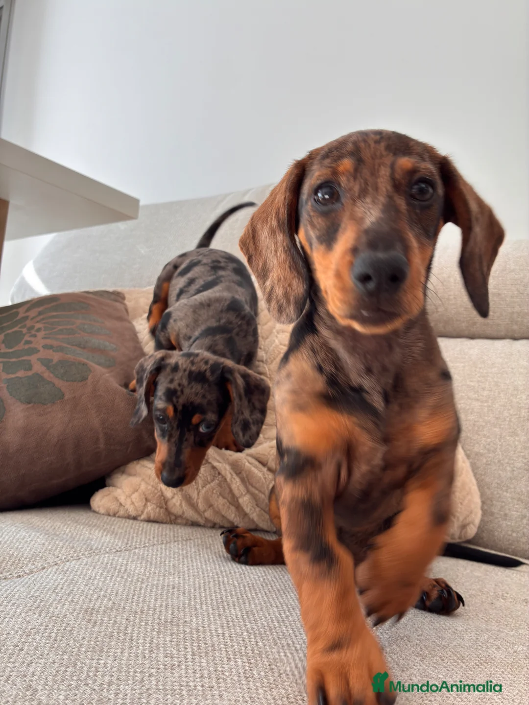 Teckel perros en venta: Teckle arlequín - Anuncio 1