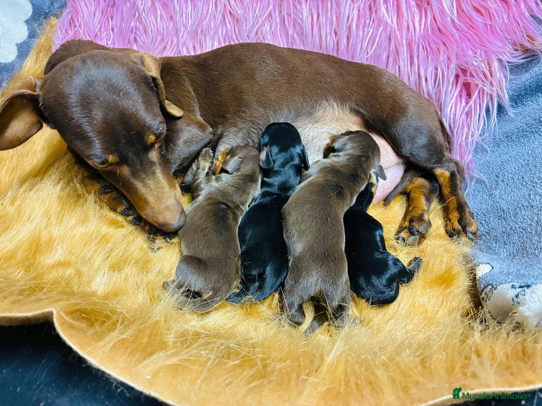 Teckel Miniatura perros en venta: Teckel miniatura en mallorca en Illes Balears - Anuncio 1