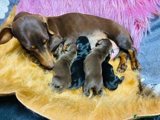 Teckel Miniatura perros Teckel miniatura en mallorca - Anuncio 4