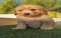 Perro de Agua Español perros en venta: PERRO DE AGUA ESPAÑOL  - Imagen 1