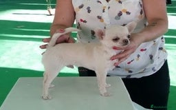 Chihuahua perros en venta: Chihuahua cabeza manzana  - Anuncio 1