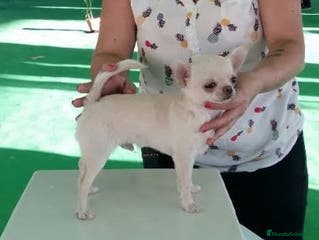 Chihuahua perros Chihuahua cabeza manzana - Anuncio 11