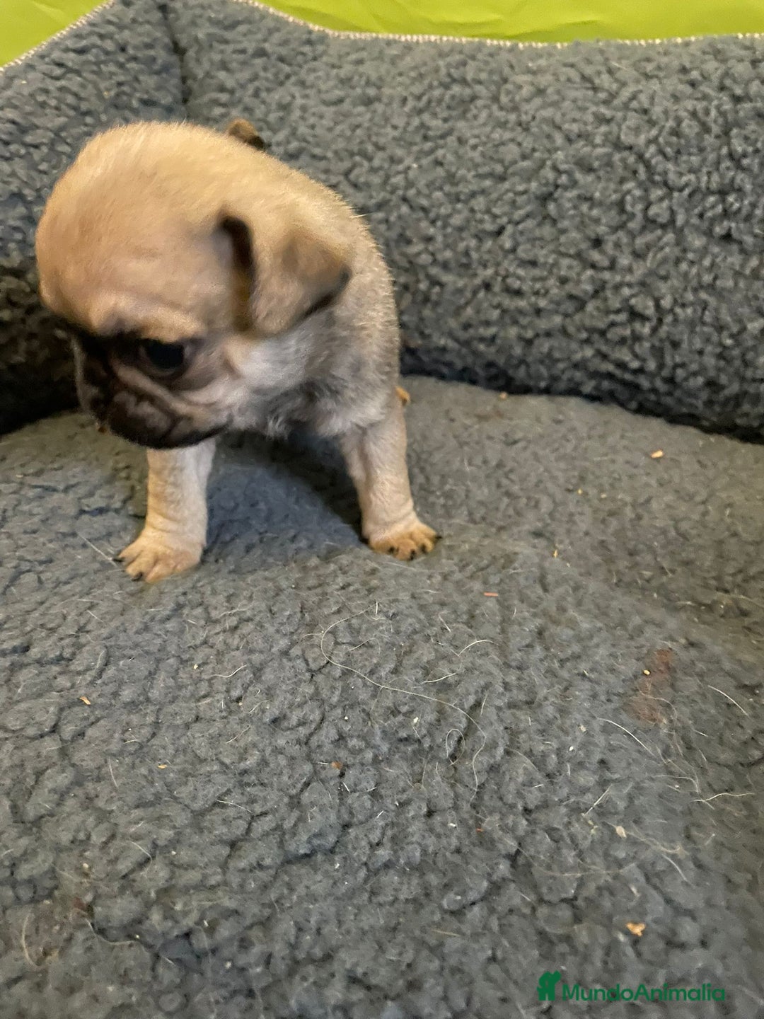 Carlino - Pug perros en venta: Últimas 2 hembritas de carlino  - Anuncio 2