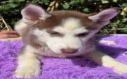 Husky Siberiano perros en venta: Husky rojo - Imagen 7