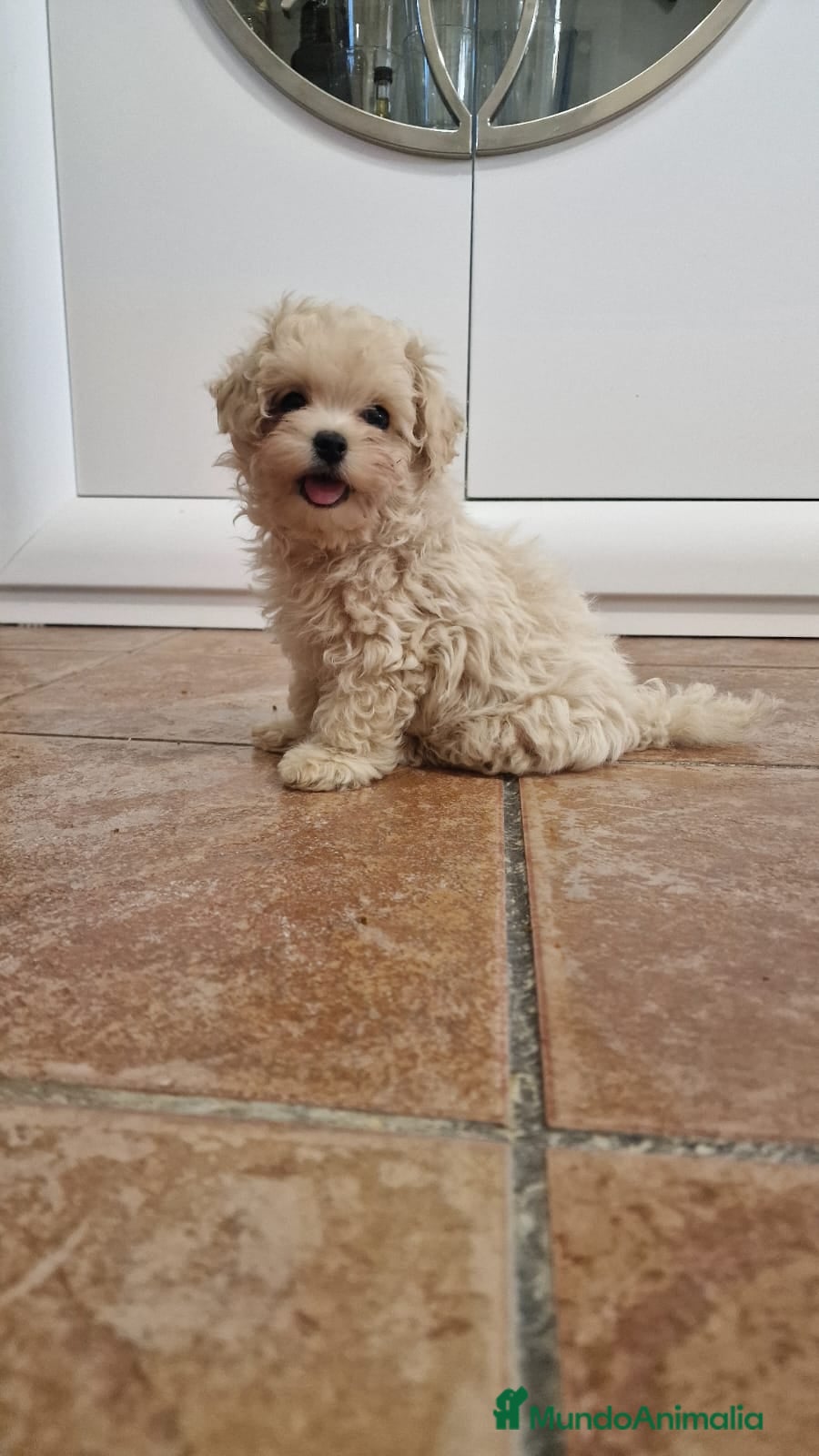 Maltipoo perros Maltipoo  toy - Anuncio 1