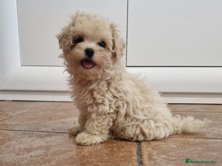 Maltipoo perros Maltipoo toy - Anuncio 1
