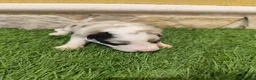 Border Collie perros en venta: Hembra Border collie Tri blue choco - Anuncio 18