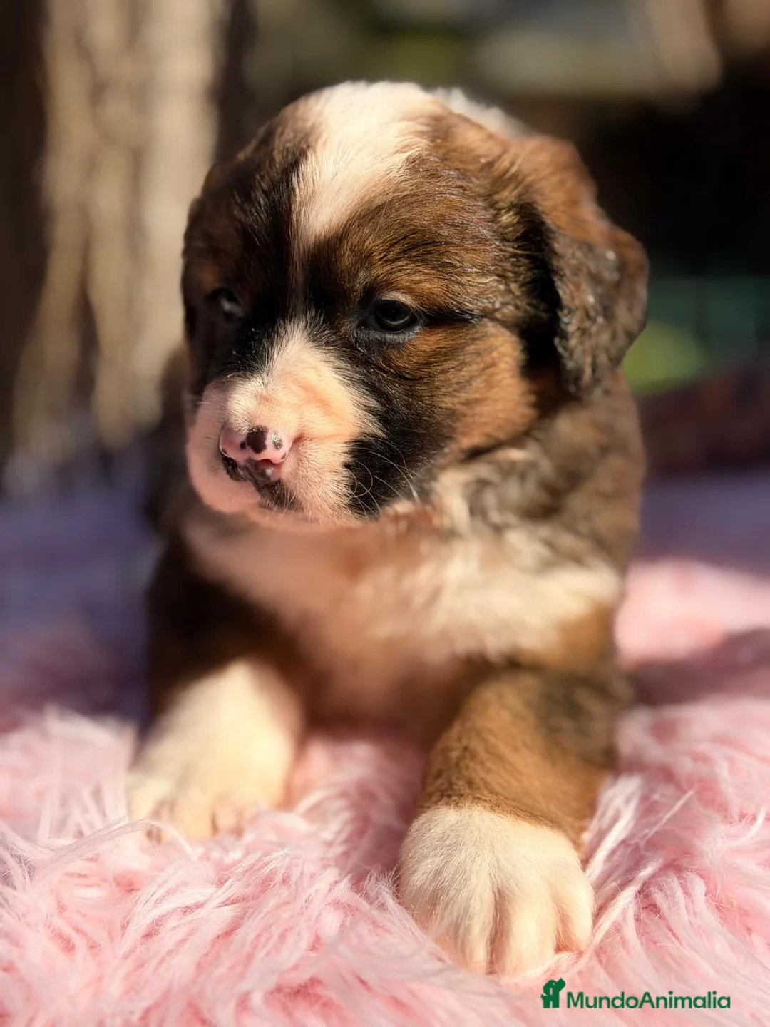 Raza Mixta perros en venta: CAMADA SAINT BERNESSE HEMBRAS - Anuncio 6