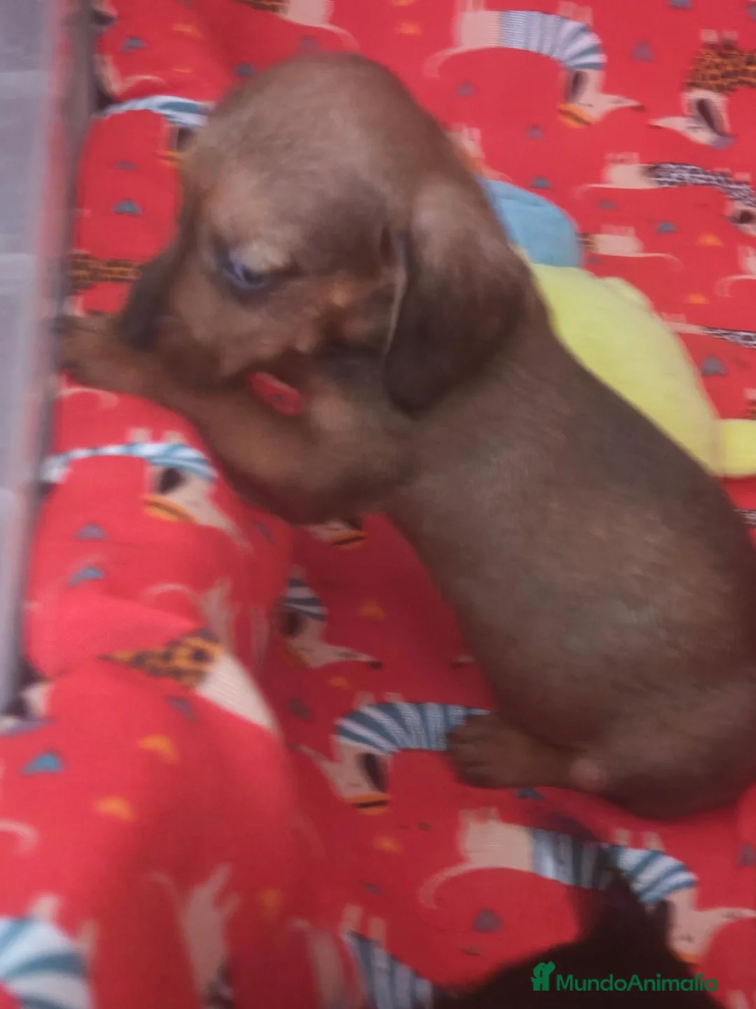 Teckel Miniatura perros en venta: Teckel - Anuncio 1