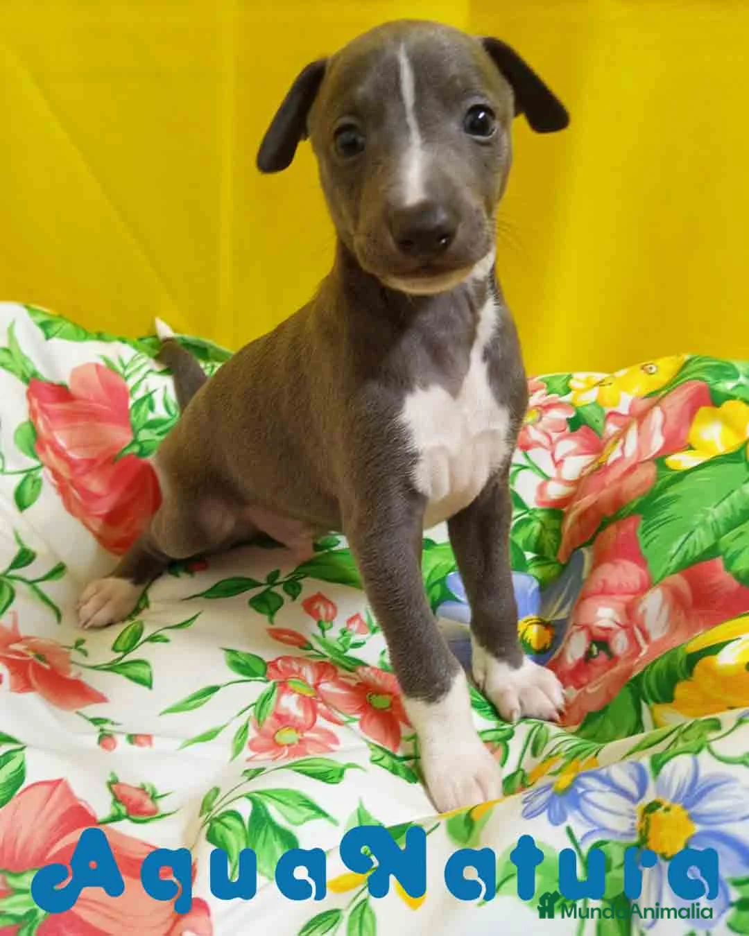 Pequeño Lebrel Italiano perros en venta: Lebrel Italiano Macho 1755 AQUANATURA - Anuncio 5