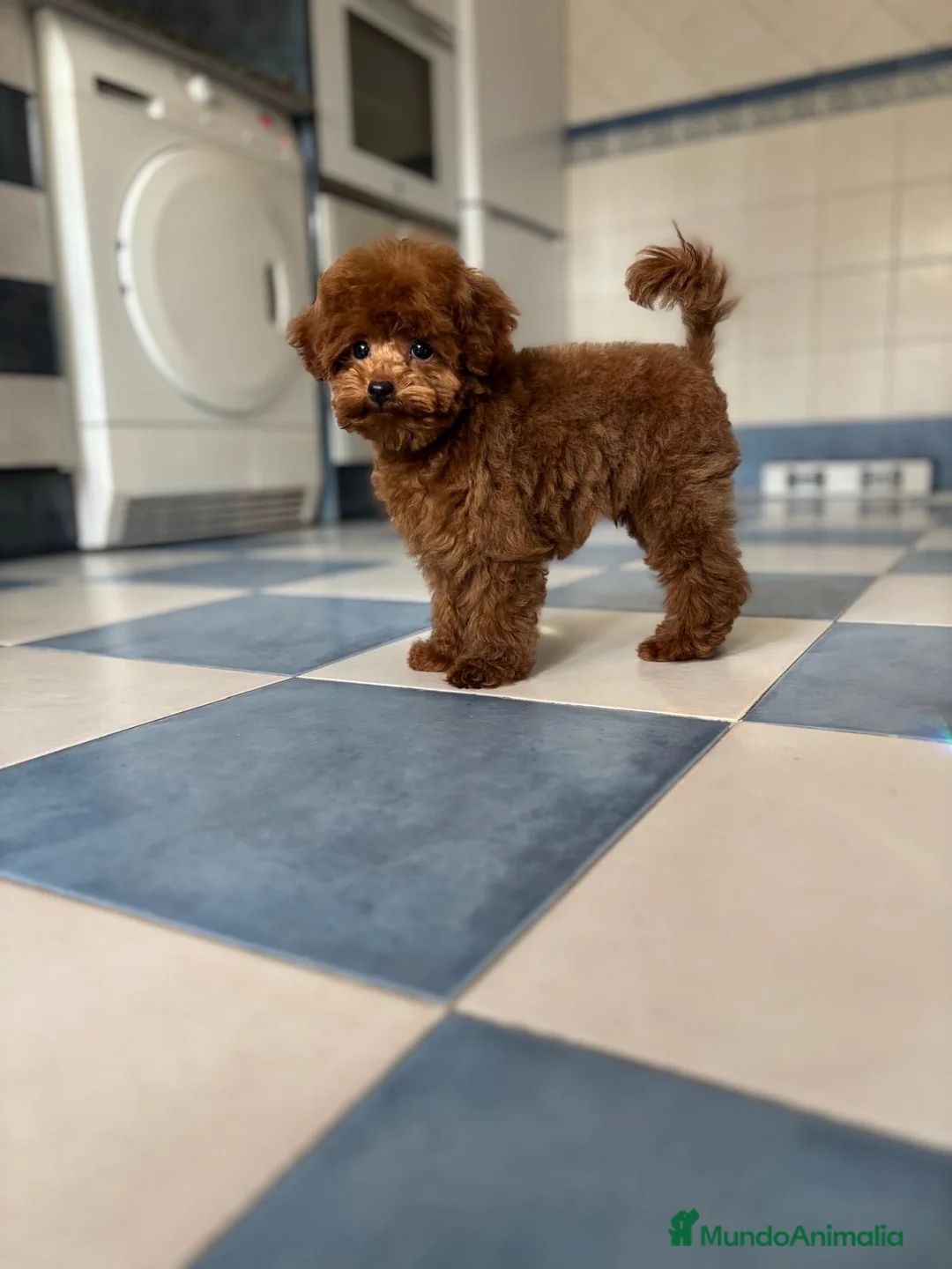 Caniche Toy perros en venta: Caniche tacita de té!!! - Anuncio 2
