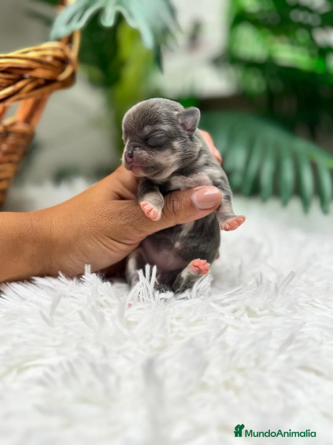 Chihuahua perros en venta: CHIHUAHUA HEMBRA-BLUE AND TAN - Anuncio 10