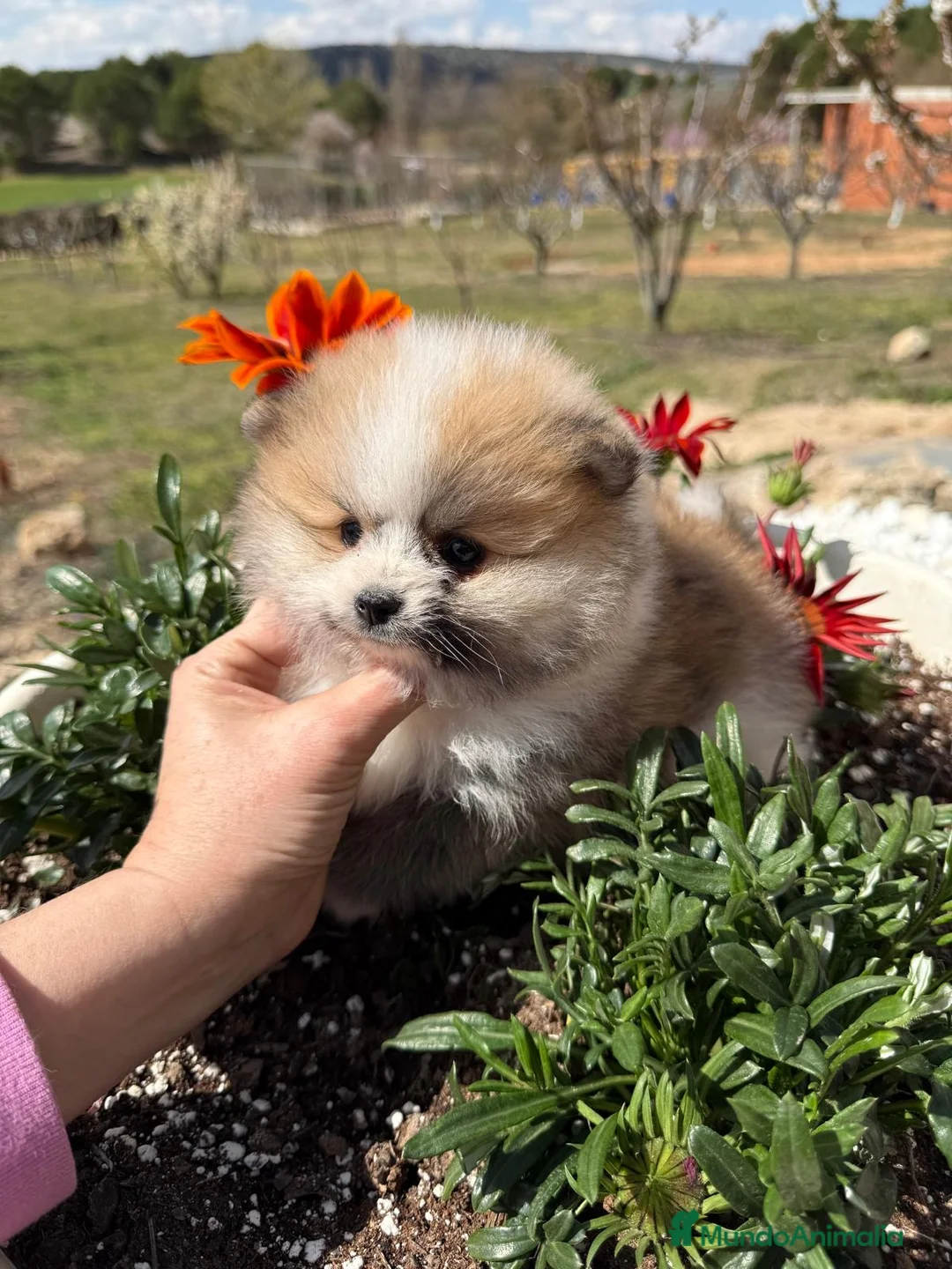 Pomerania perros en venta: Pomerania tricolor macho TOY disponible  - Anuncio 1