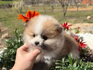 Pomerania perros Pomerania tricolor macho TOY disponible - Anuncio 3