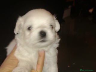 Bichón Maltés perros - Anuncio 1