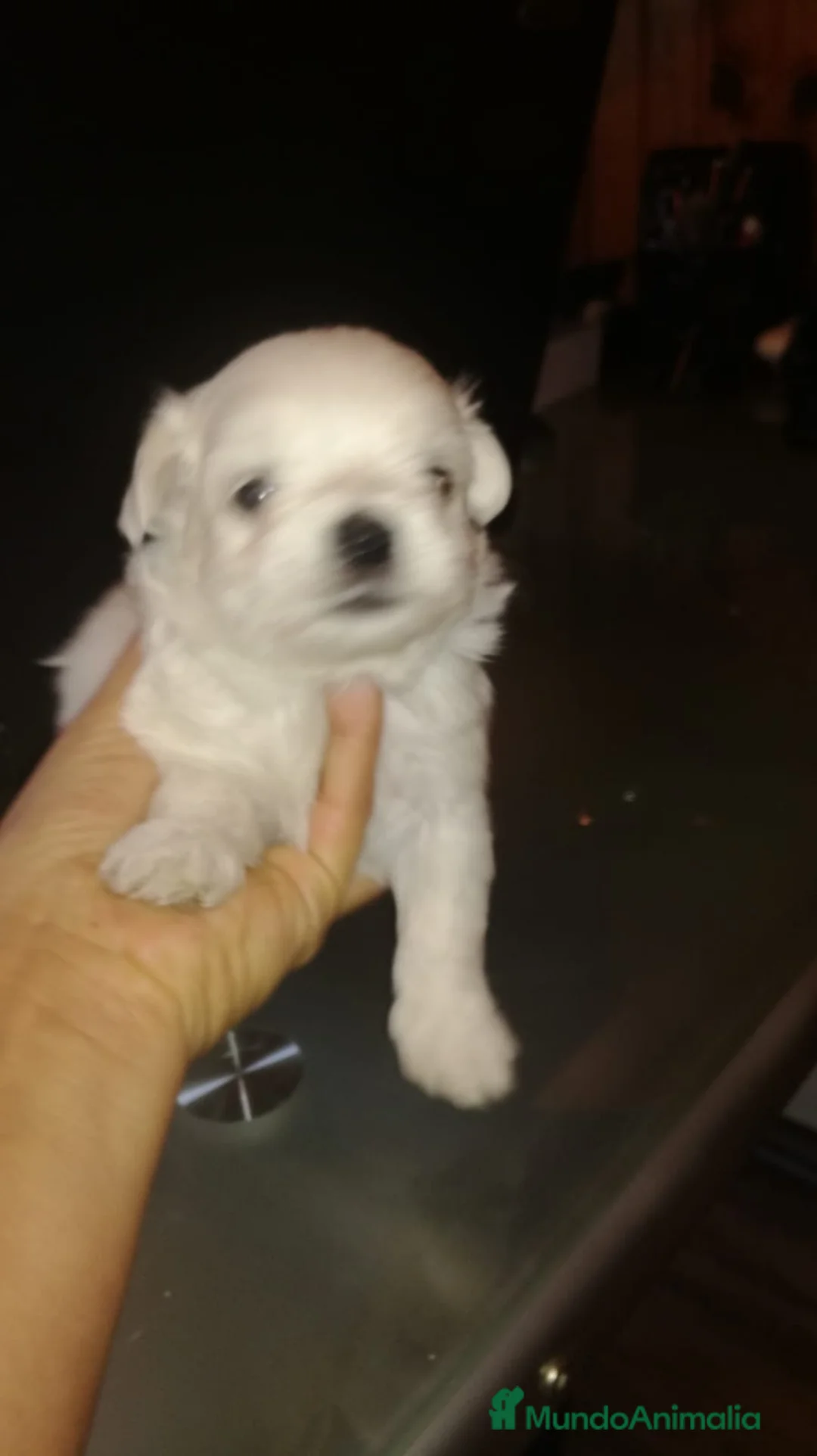 Bichón Maltés perros en venta: cachorros de Bichon Maltes toy  - Anuncio 1