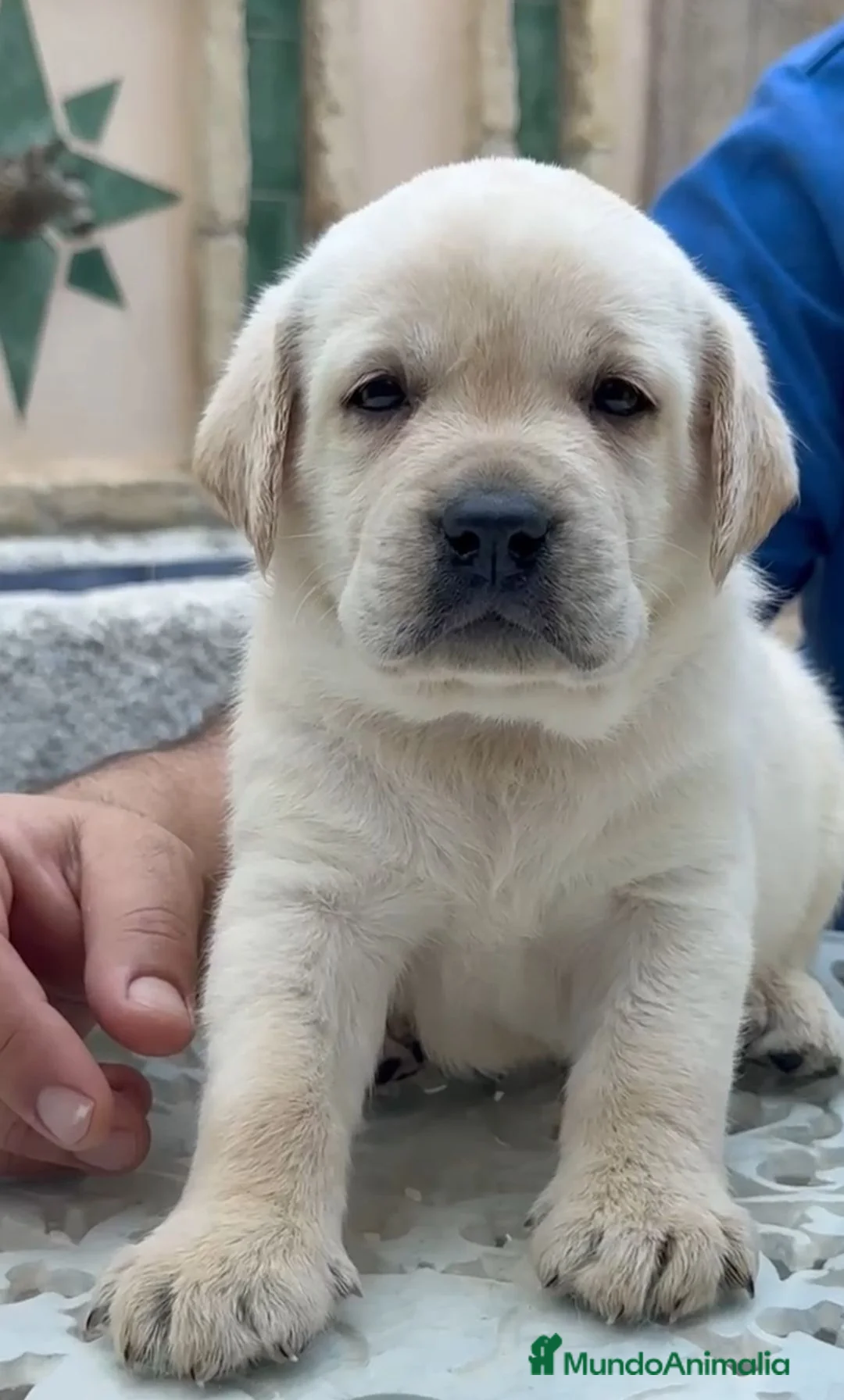 Labrador Retriever perros en venta: Cachorros Labrador Retriever  - Anuncio 2