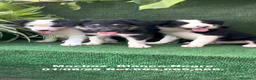 Border Collie perros en venta: Border Collie De Villa Biznaga - Anuncio 6