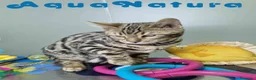 Bengalí gatos en venta: Bengali Macho 1706 AQUANATURA - Anuncio 6