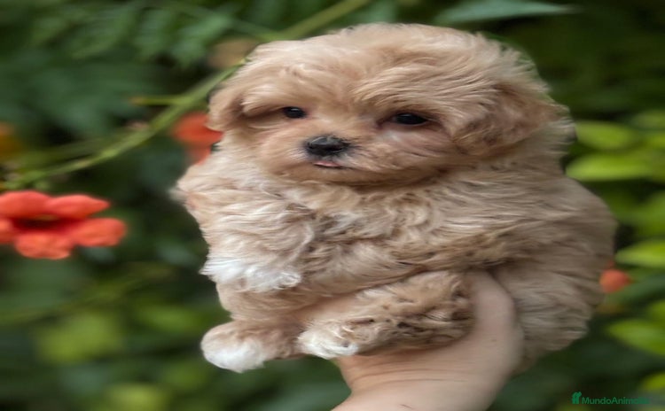 Maltipoo perros - Propaganda 1