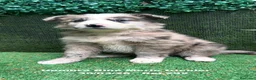 Border Collie perros en venta: BORDER COLLIE DE VILLA BIZNAGA. Hembra Blue Merle - Anuncio 3