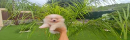 Pomerania perros en venta: Lulu pomerania toy  - Anuncio 1