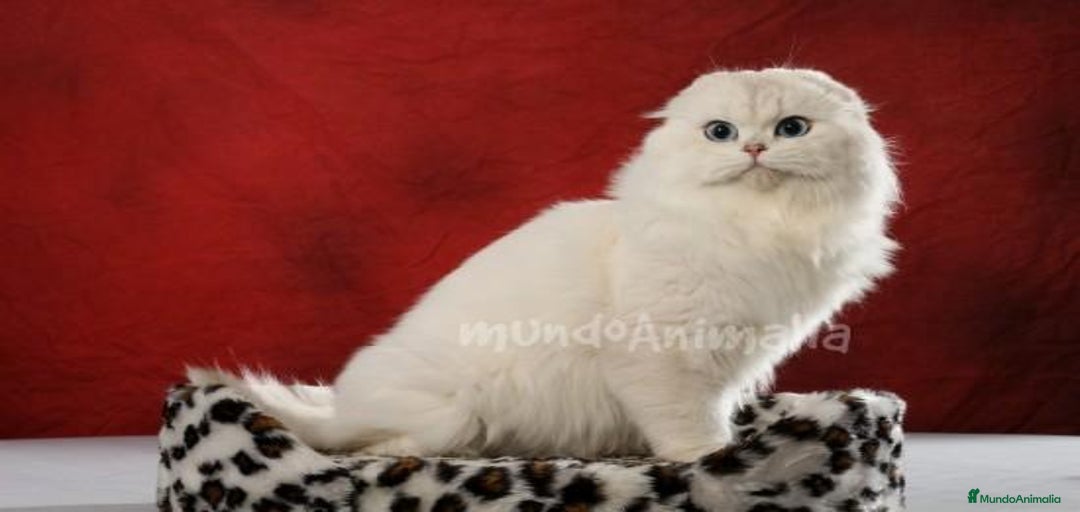 Imagen de galería {{count}}