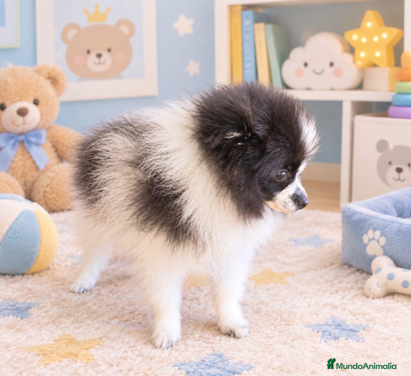 Pomerania perros Pomerania  - Anuncio 1