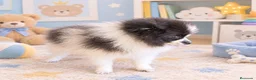 Pomerania perros en venta: Pomerania  - Anuncio 1