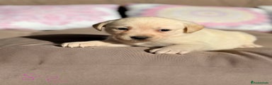 Labrador Retriever Cachorro 5
