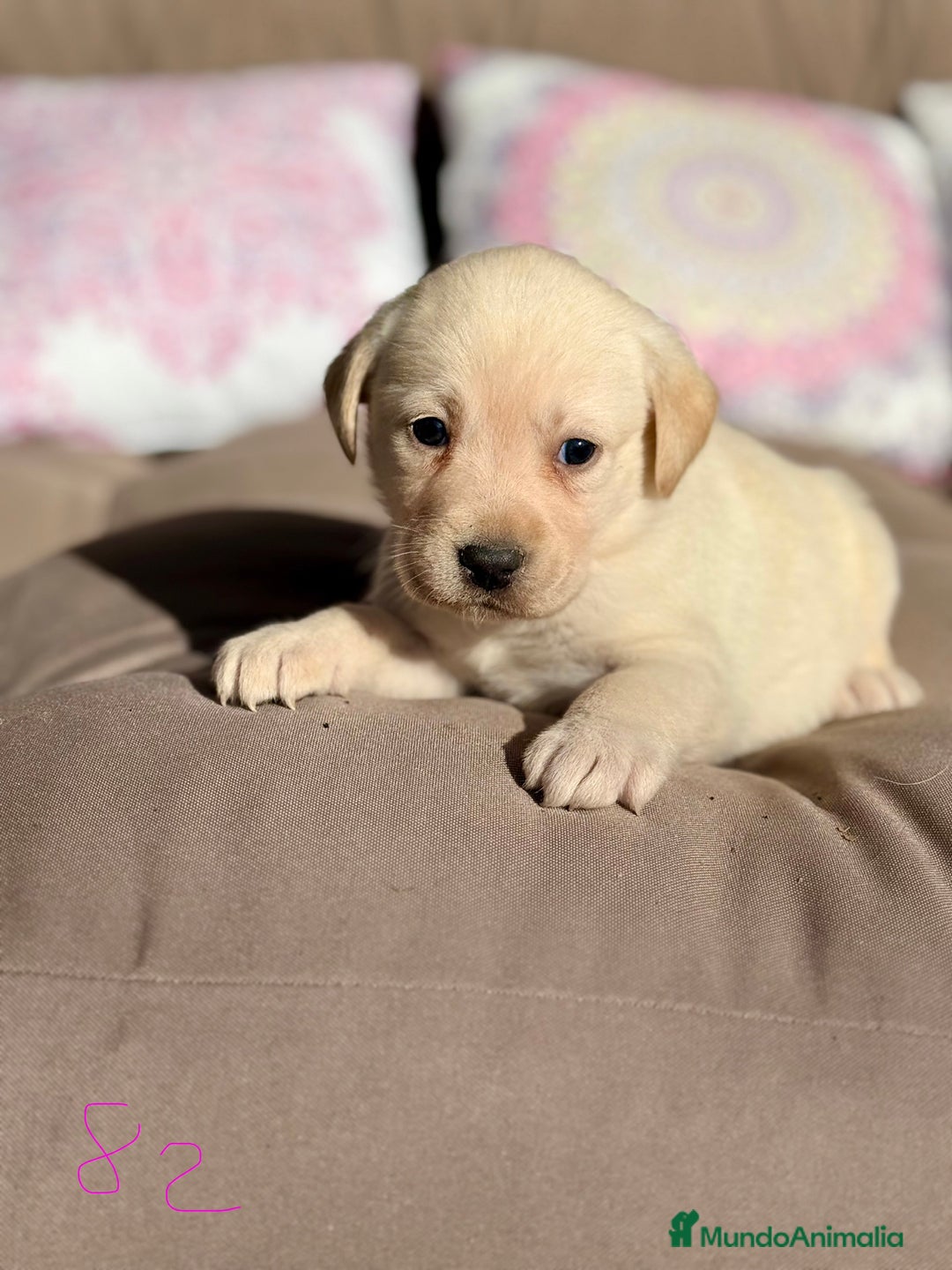 Labrador Retriever perros en venta: 🐾 LABRADOR RETRIEVER — Camada  - Anuncio 5