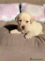 Labrador Retriever Cachorro 5
