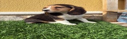 Beagle perros en venta: Preciosos cachorros de Beagle  - Anuncio 19