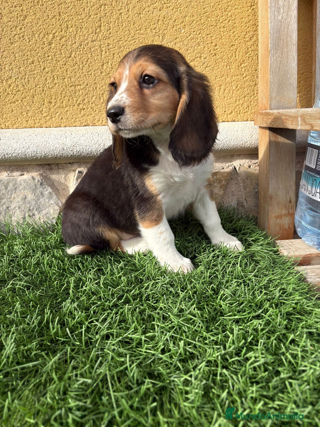 Beagle perros en venta: Preciosos cachorros de Beagle  - Anuncio 19