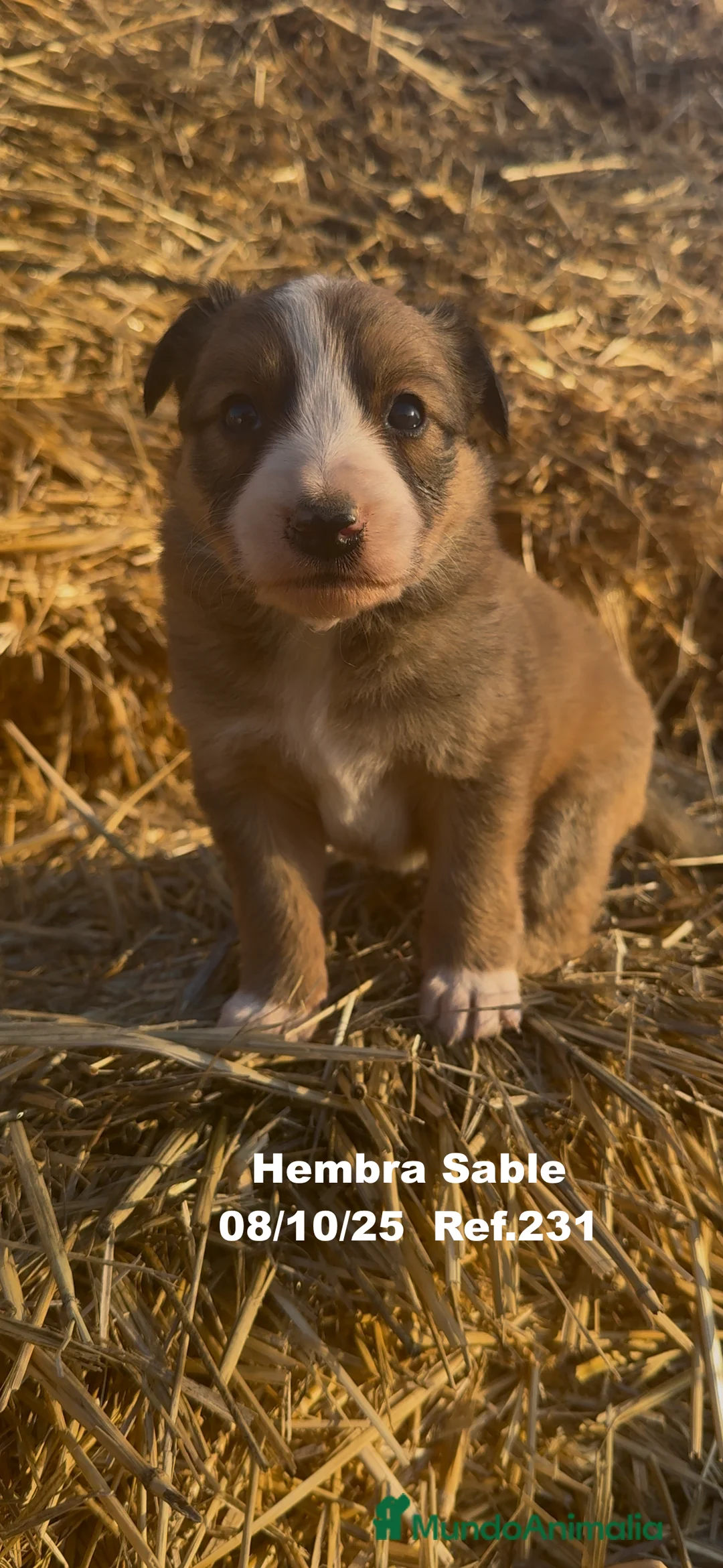 Border Collie perros en venta: BORDER COLLIE Sable Merle - Anuncio 19