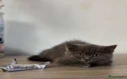 Británico de Pelo Largo gatos en venta: Pelo largo , british  - Anuncio 1