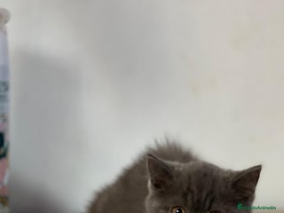 Británico de Pelo Largo gatos Pelo largo , british - Anuncio 7