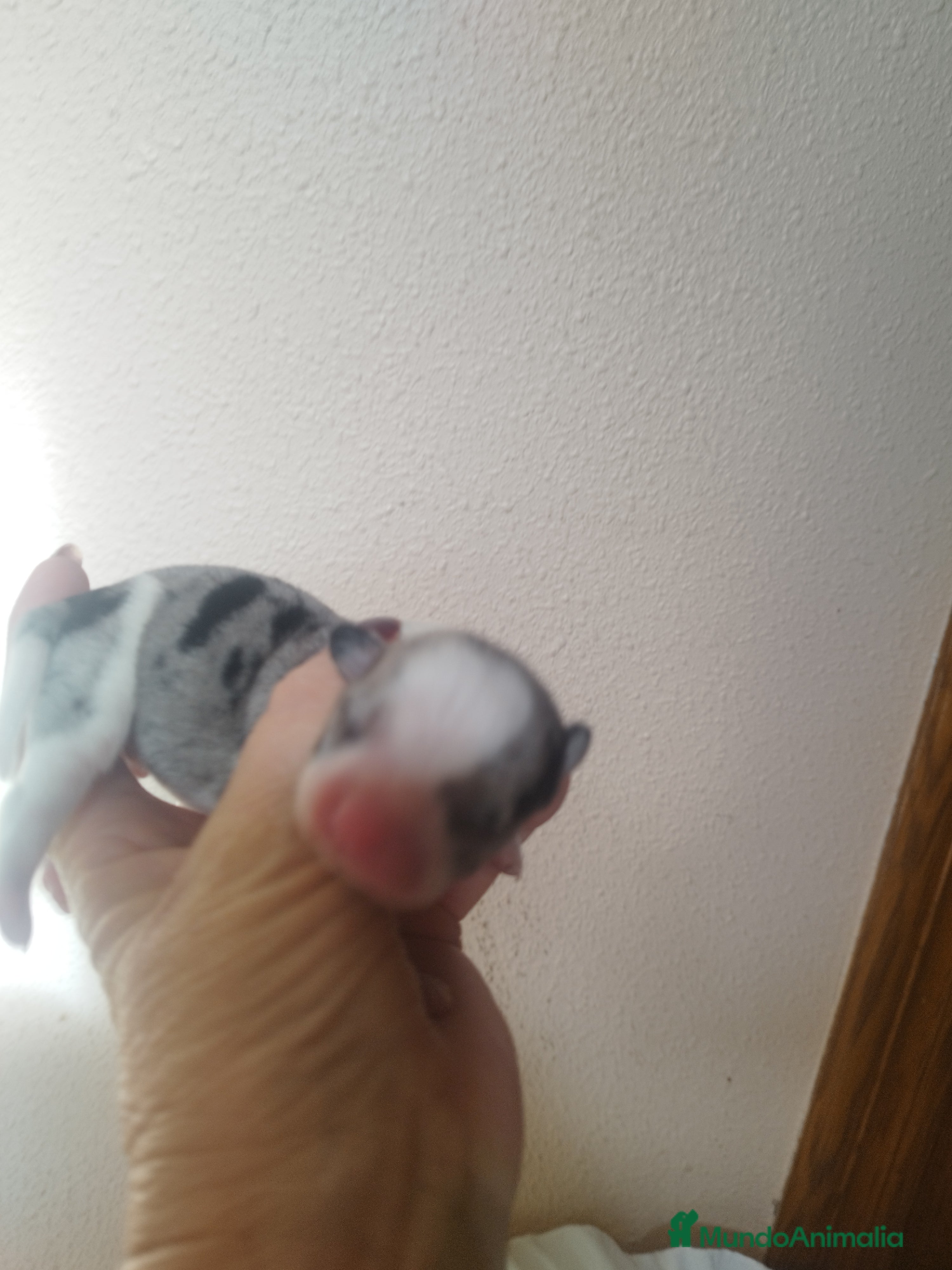 Chihuahua perros CHIHUAHUAS TOYS MERLE EXCLUSIVOS - Anuncio 2