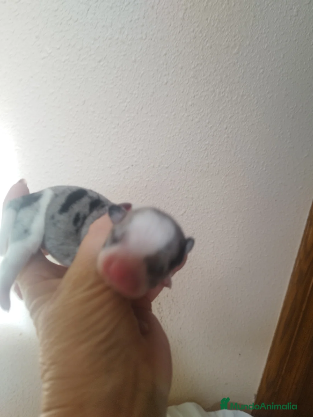 Chihuahua perros en venta: CHIHUAHUAS TOYS MERLE EXCLUSIVOS - Anuncio 2