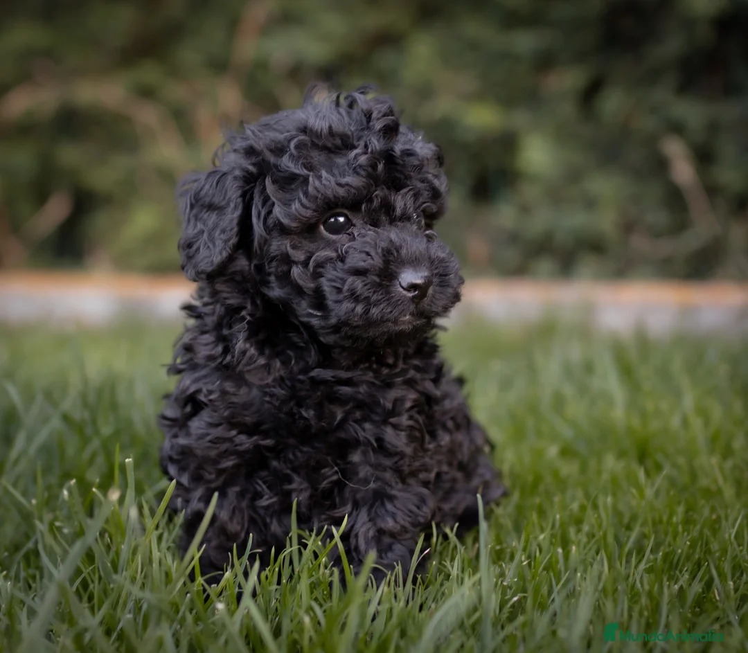 Caniche Toy perros en venta: Caniches Toy color negro  - Anuncio 6