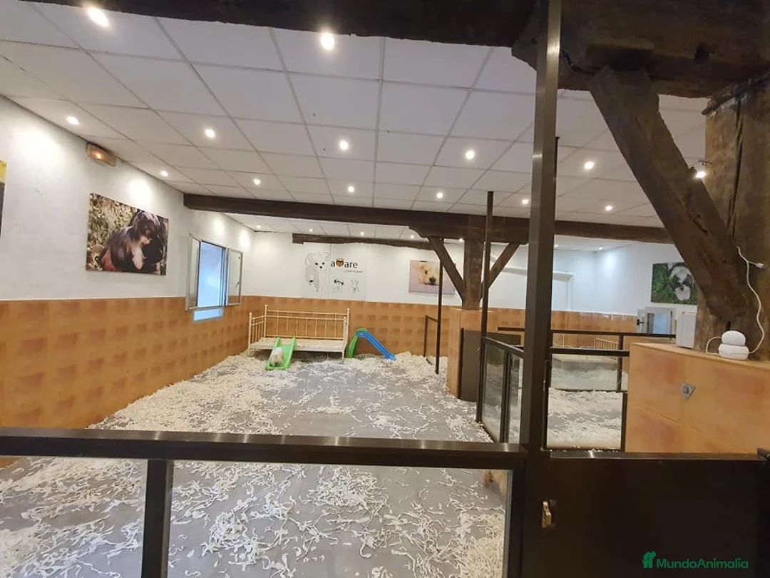 Imagen de galería {{count}}