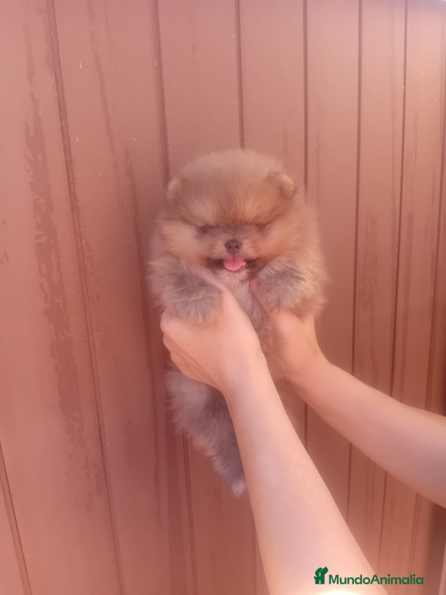Pomerania perros Pomerania ositos toy  - Anuncio 4