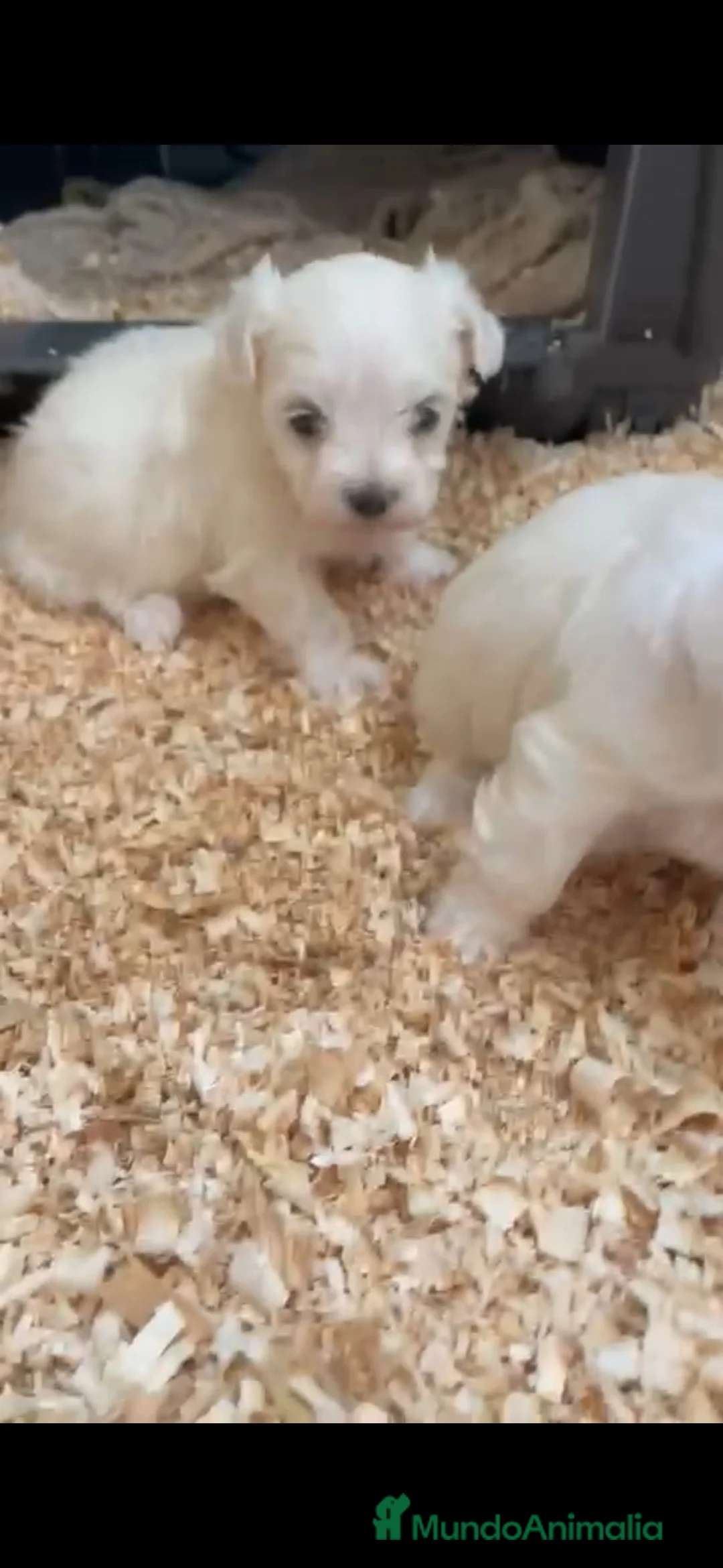 Bichón Maltés perros en venta: Bichon maltes hembras toy - Anuncio 2