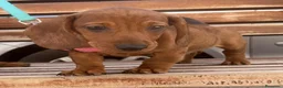 Teckel Miniatura perros en venta: Teckel Miniatura  - Anuncio 2