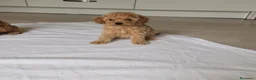 Caniche Toy perros en venta: Caniche toy - Anuncio 3