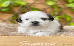 Shih Tzu perros en venta: Camada de Yadira  - Imagen 7