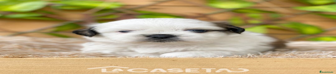 Shih Tzu Cachorro 3686